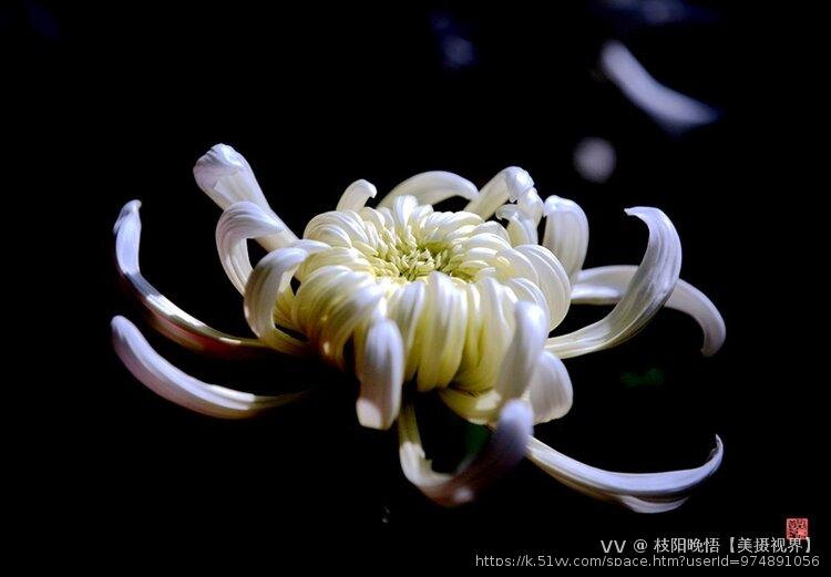 枝阳晚悟【美摄视界】