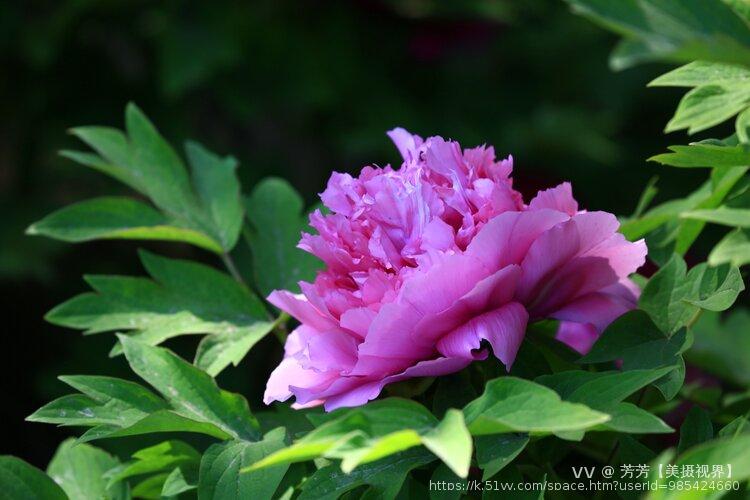 芳芳【美摄视界】