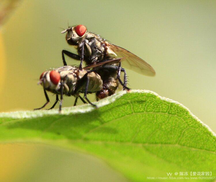 微距拍蝇原创首发