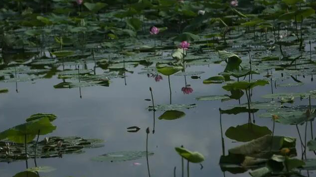 雪儿🎤V娱热点