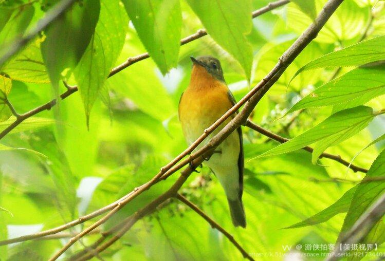 游侠拍客【美摄视界】