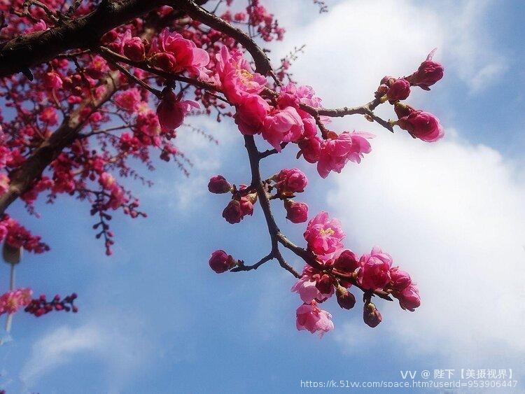 陛下【美摄视界】