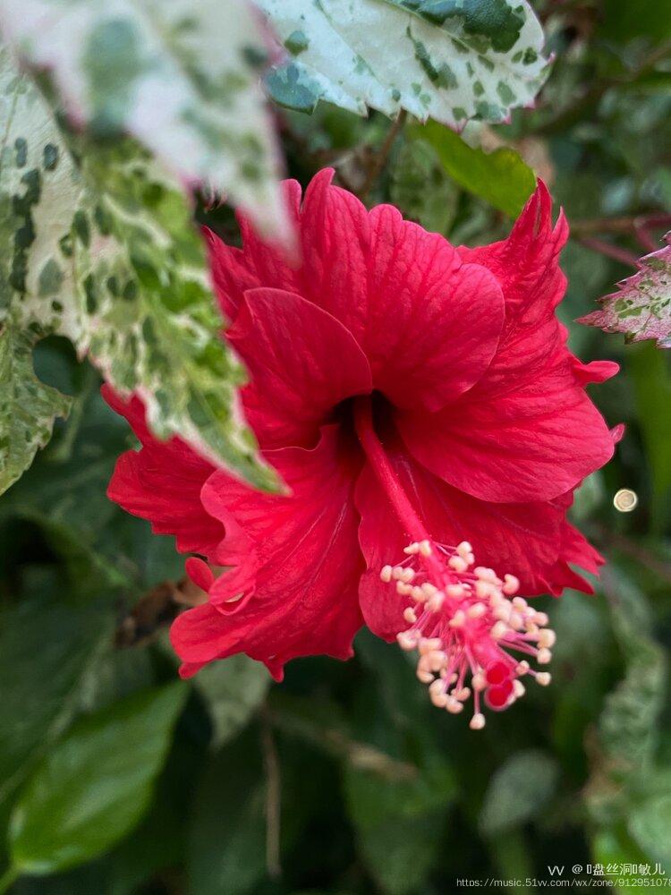 首发花城广州朱槿花开