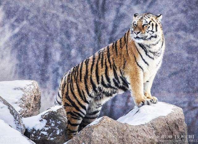 虎步新年霸气扬61丛林尊称百兽王