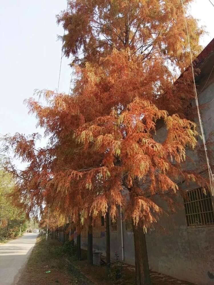 骆驼恒子:红豆 - vv