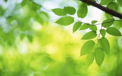 爱之声为你诵读
