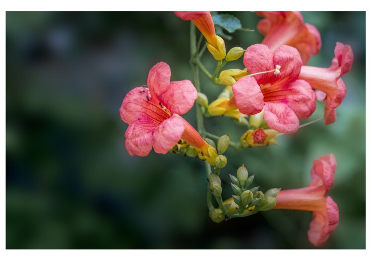 首發凌霄花