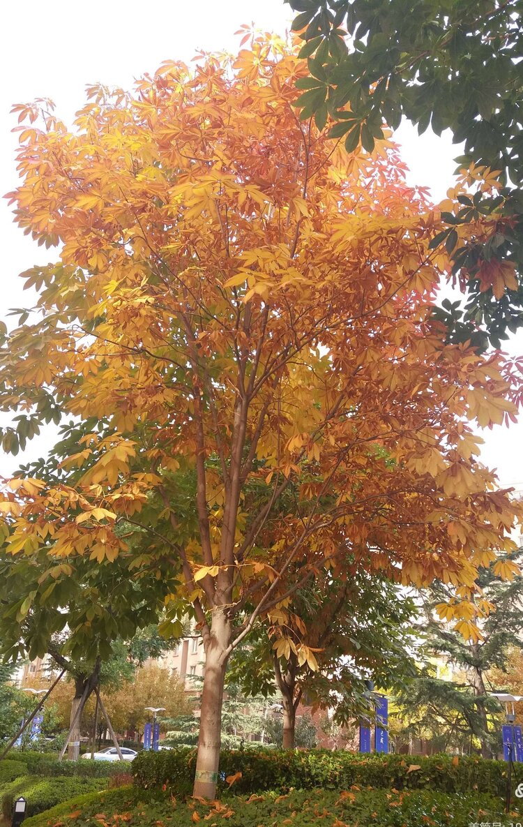 萧瑟秋风天渐凉枫叶纷飞银杏黄柳摇疏影垂丝淡东篱菊花正芬芳闲暇登高