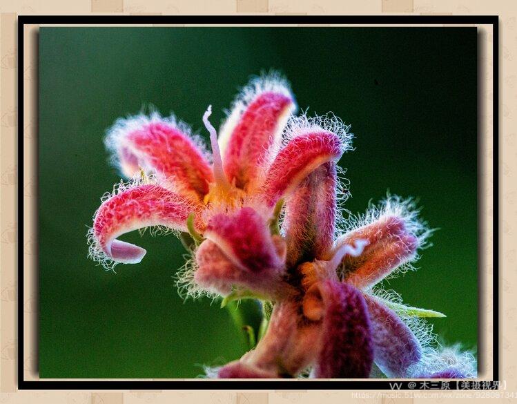 微距摄影61腰骨藤