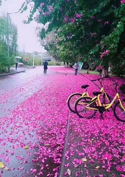原创首发南乡一剪梅61花雨漫良辰一