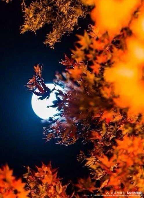 智瑞