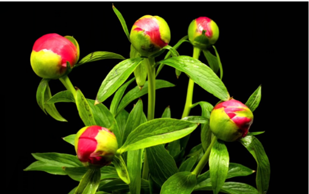 雪儿🎤V娱热点