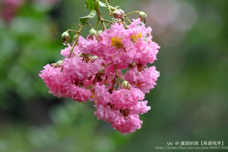 獨佔芳菲當夏景,名目雖同貌不同;紫薇花對紫微翁,【唐】白居易紫薇花