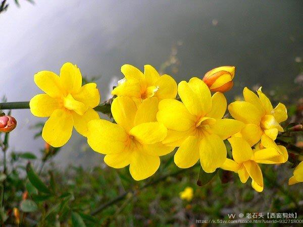 老石头【西窗剪烛】