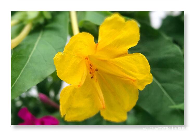首发黄色紫茉莉