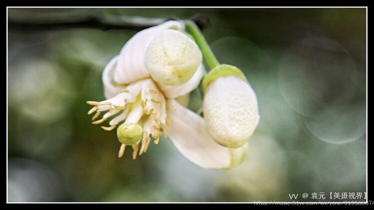 小东大东杼柚其空柚子树开花首发