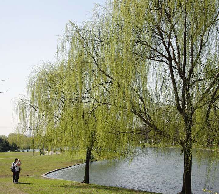 溪柳绽绿翠影齐映入碧水惊鸥啼组诗原创