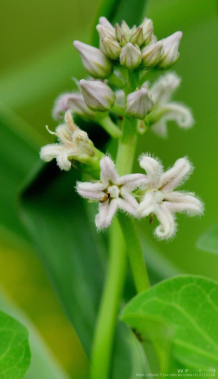 花卉摄影一一萝藦