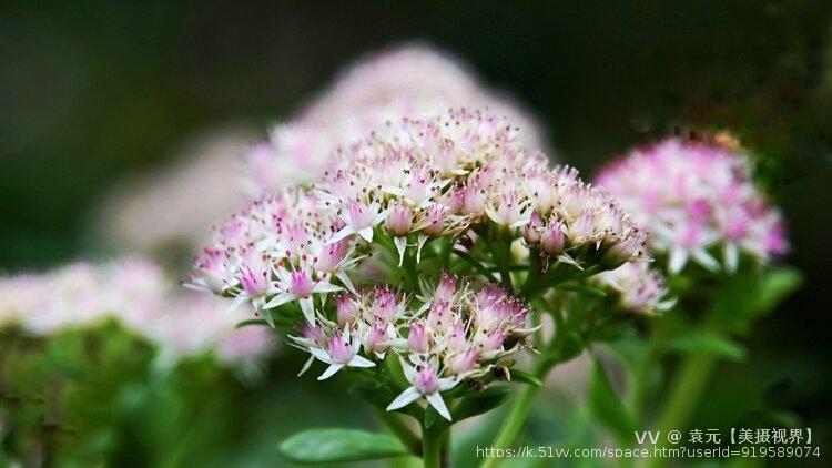 袁元【美摄视界】