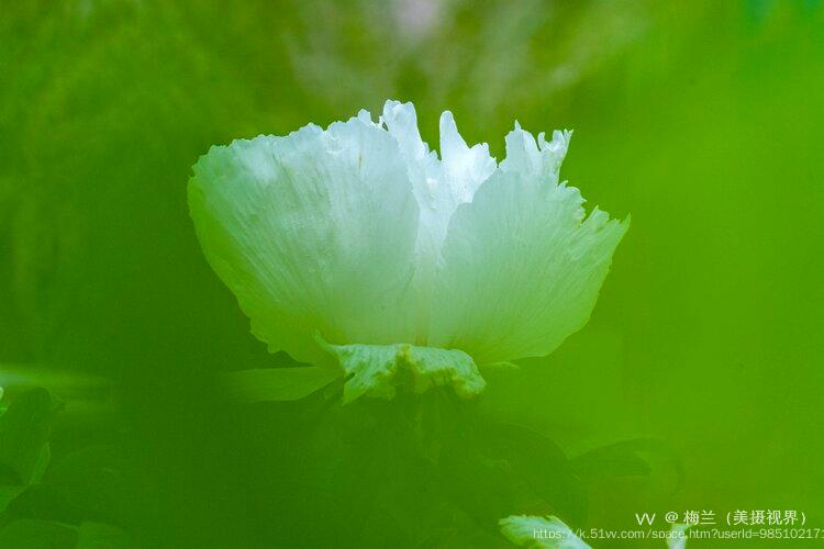 梅兰（美摄视界）