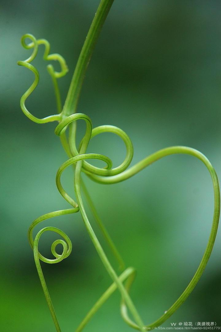 琼花〈美摄视界〉