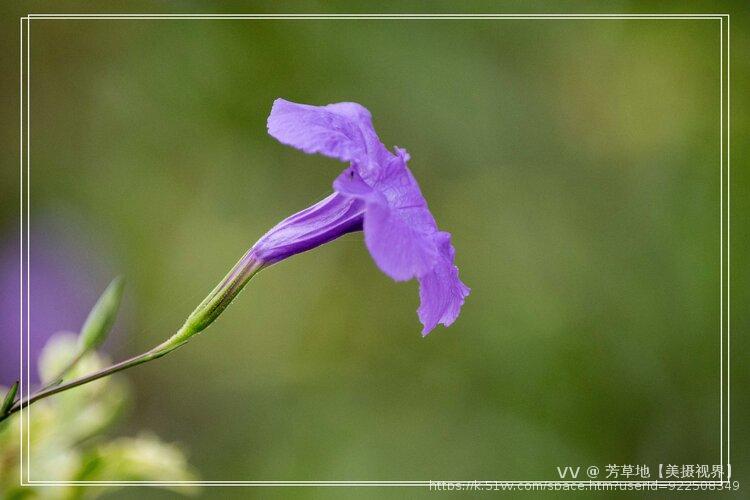 芳草地【美摄视界】
