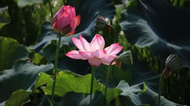 雪儿🎤V娱热点