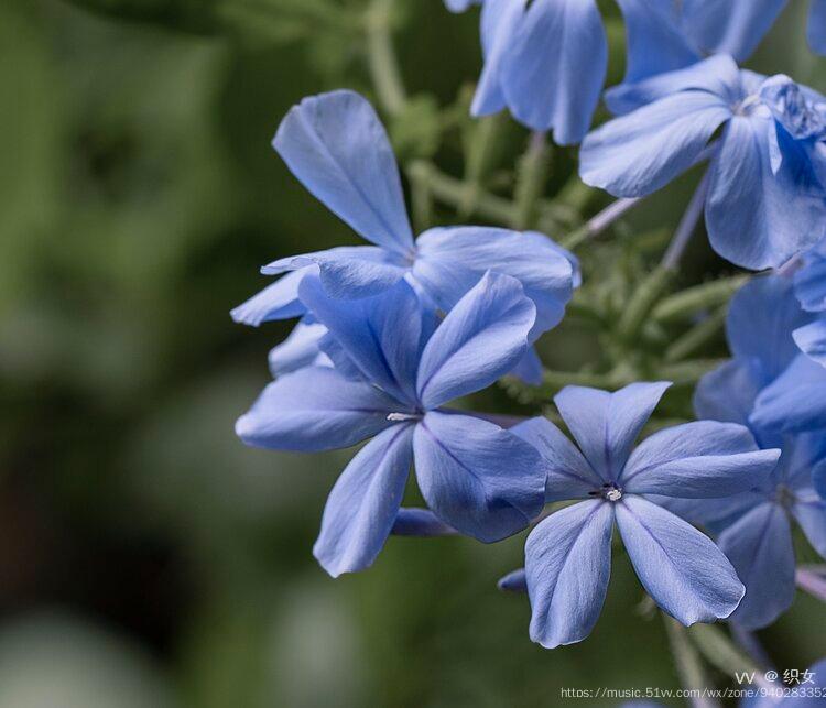 蓝色妖姬巧遇蜂忙鱼闲