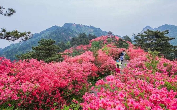 映山红