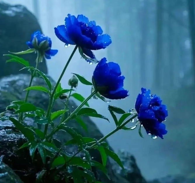 小浅🎤V娱热点