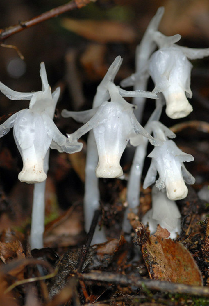 首发死亡之花水晶兰