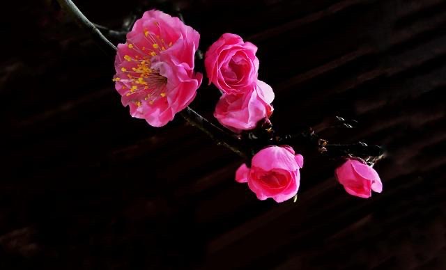 斯文笑脸【汤圆文学社】