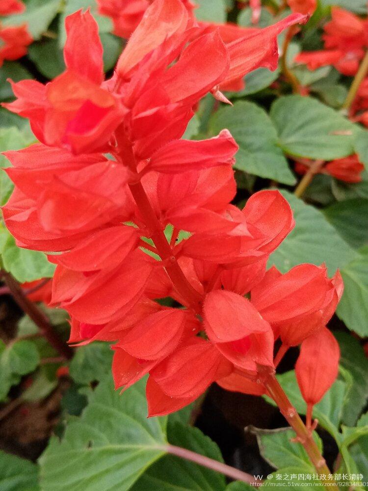 一串红花开红艳艳