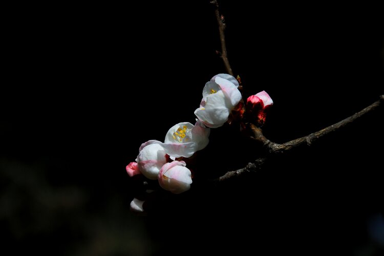 伊莎【朗诵专区】