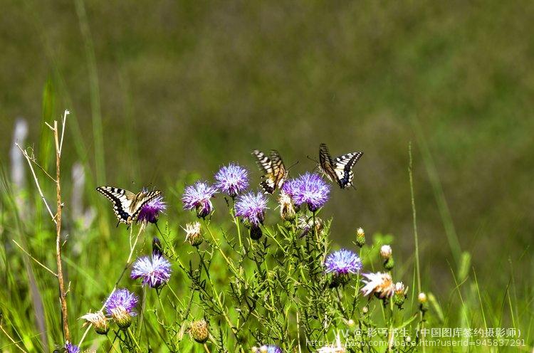 影丐书生（中国图库签约摄影师）