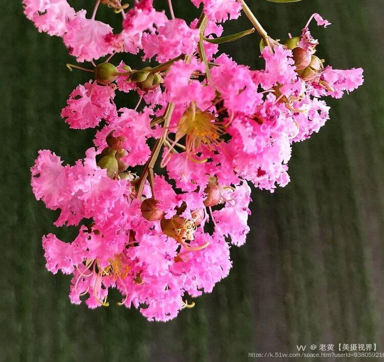 老黄【美摄视界】