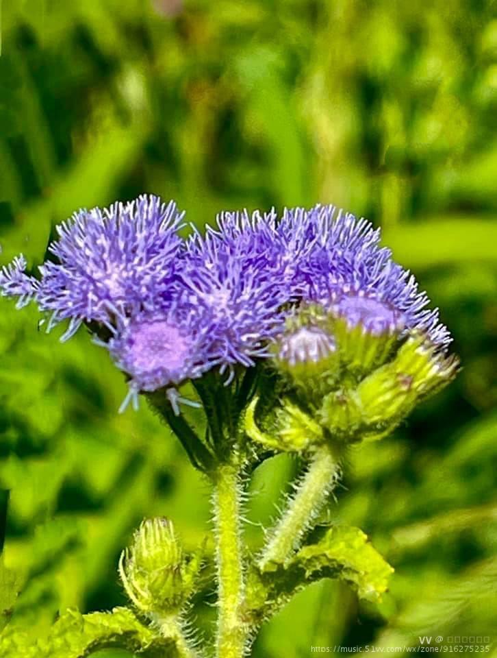 紫花藿香薊為農田及郊外常見植物,性喜溫暖,紫花藿香薊可採種子及扦插