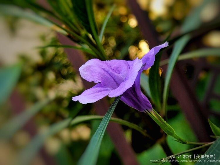 有藥用價值,對於常見的牙痛也有一定的功效.藍花草日日開新花.