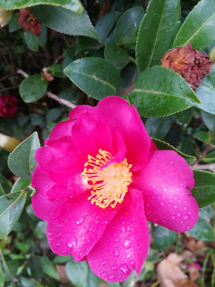 雨婷