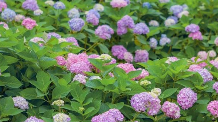 雪儿🎤V娱热点