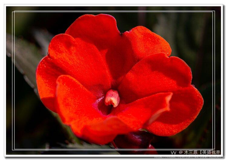 鸭跖草状凤仙花