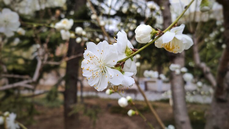 白花山碧桃图片图片