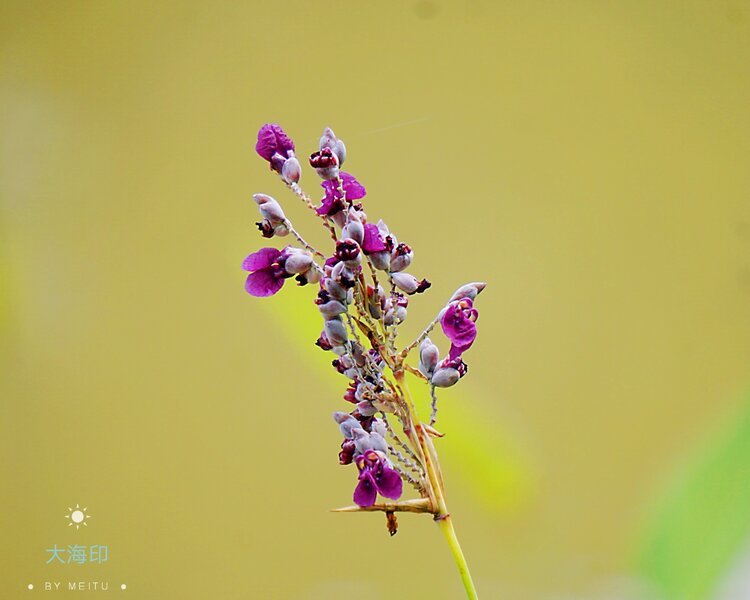 青翠碧绿再力花