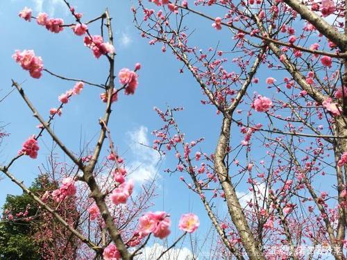 朗声之韵—阳光丽人