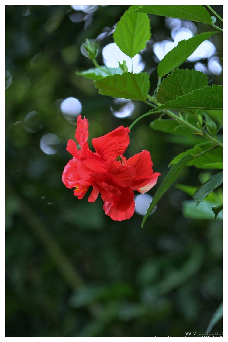 重瓣朱槿,又叫酸醋花,月月开,朱槿牡丹,扶桑,锦葵科木槿属常绿小灌木.