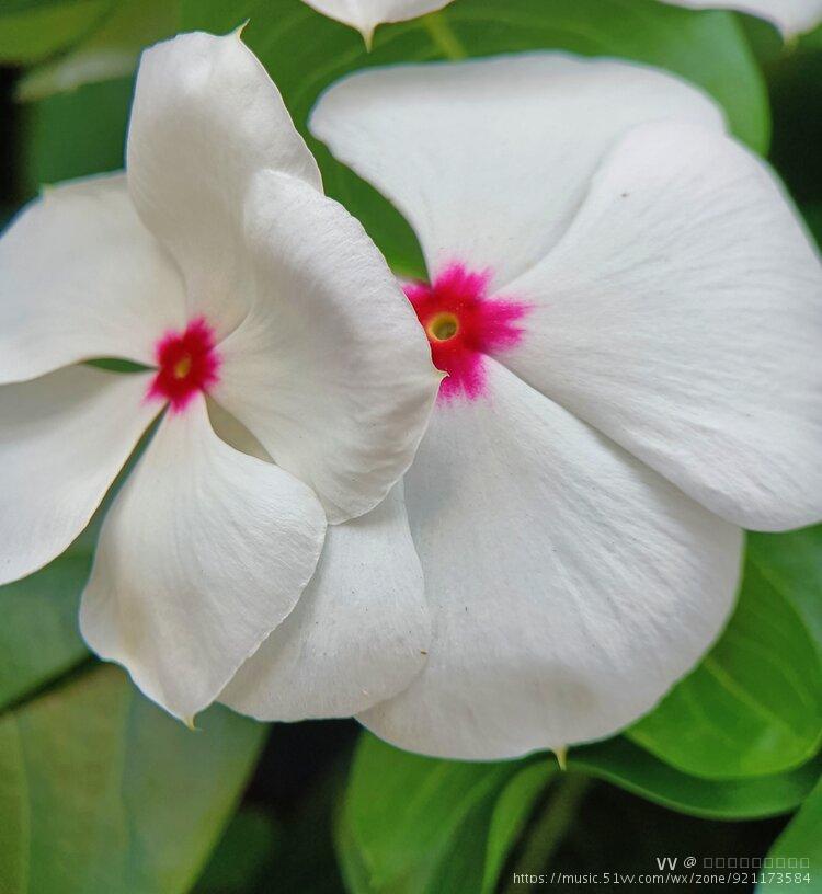 白色长春花【首发】