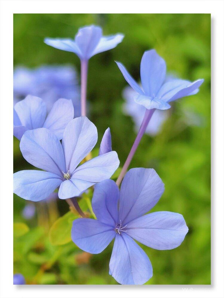 宁静淡雅的蓝花丹首发