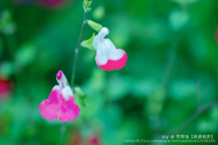 芳草地【美摄视界】