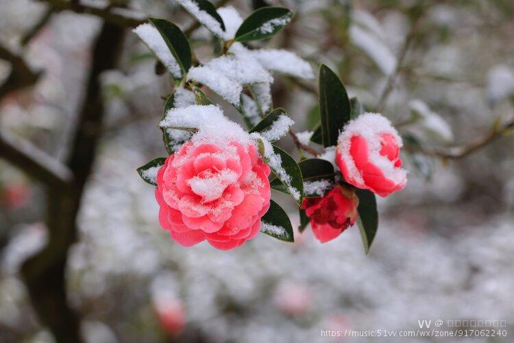 雪中山茶花七