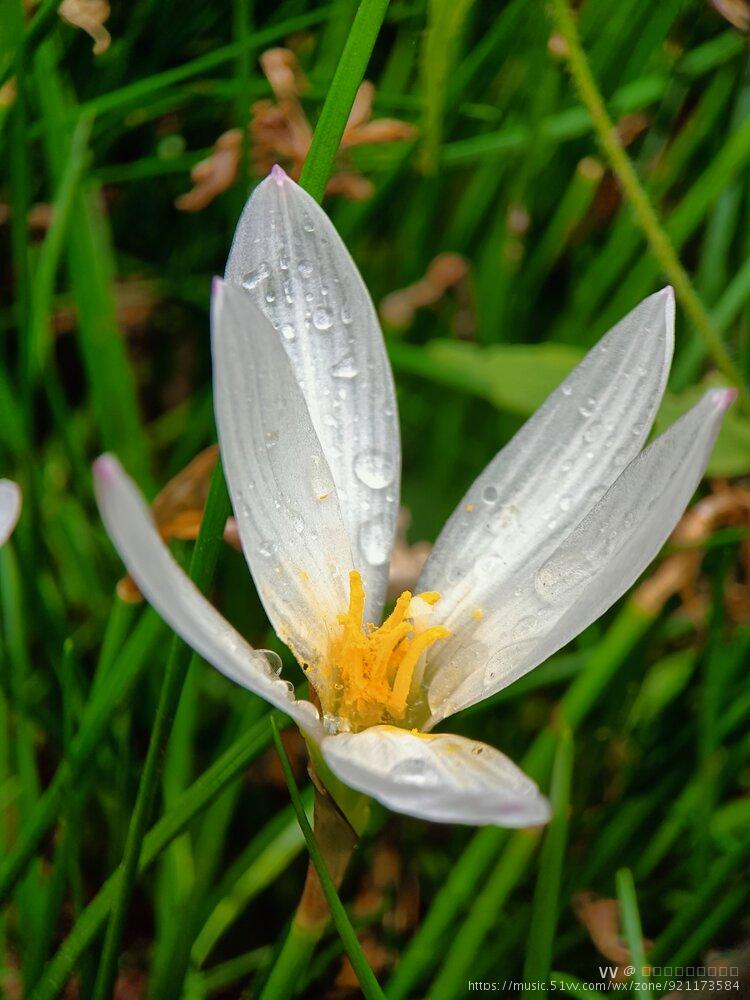 韭兰的叶子形似蔬菜韭菜的叶子,呈扁线形,颜色浓绿.